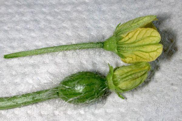 รังไข่ของแตงโม