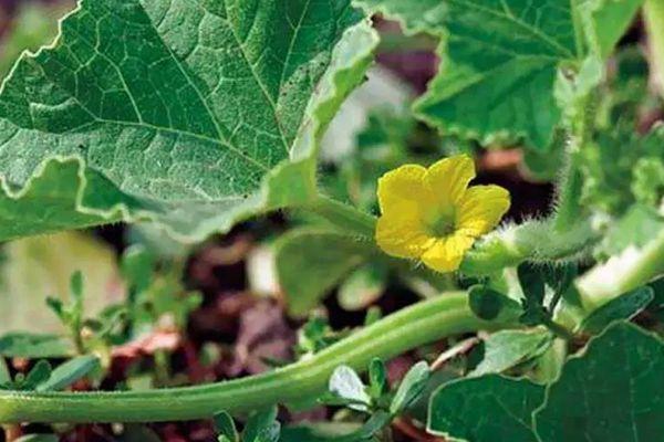 การดูแลแตงโม