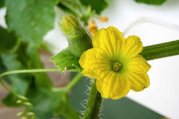 ดอกแตงโม