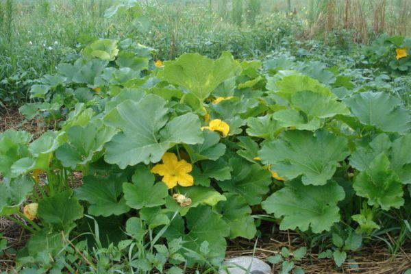 แตงโมในสวน