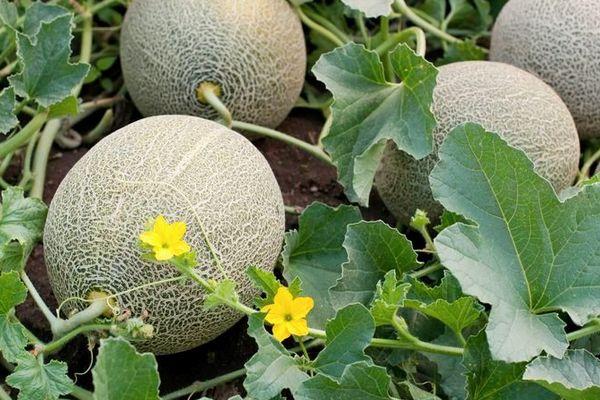 แตงโมสุก