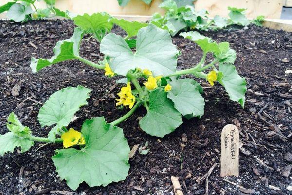 การปลูกแตงโม