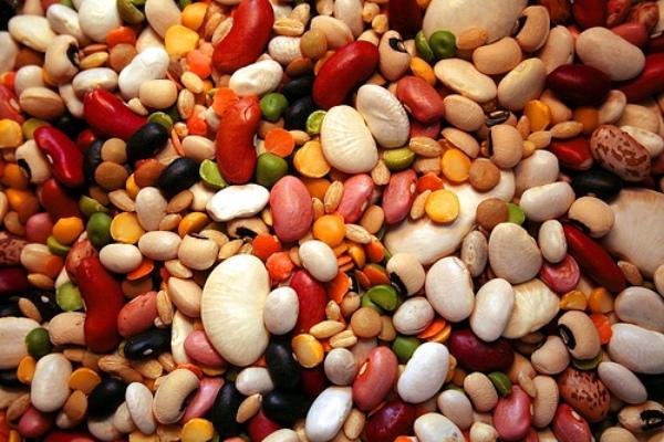 พันธุ์ถั่ว