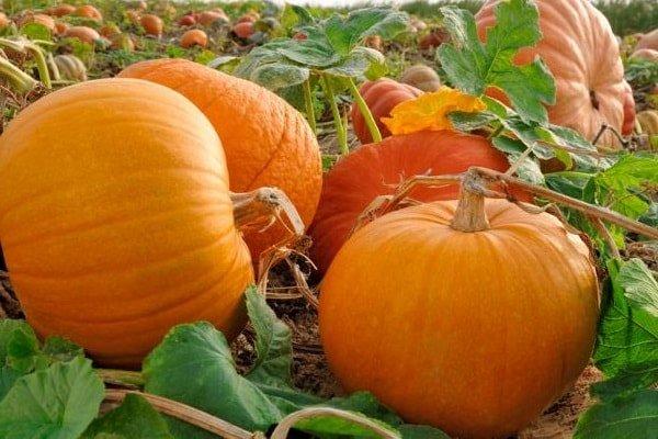 ฟักทองในพื้นที่โล่ง