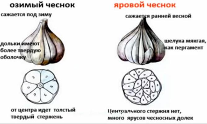 ความแตกต่างหลักระหว่างกระเทียมฤดูหนาวและฤดูใบไม้ผลิ
