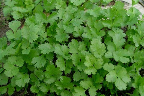 buisson de coriandre