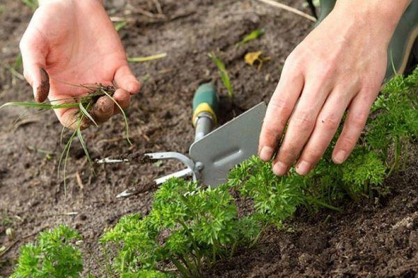 การดูแลผักชีฝรั่ง