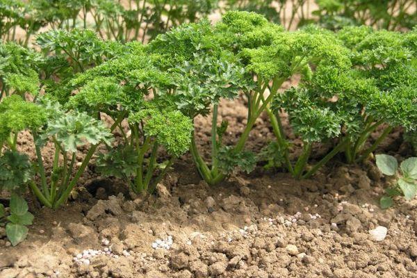 ผักชีฝรั่งในสวน