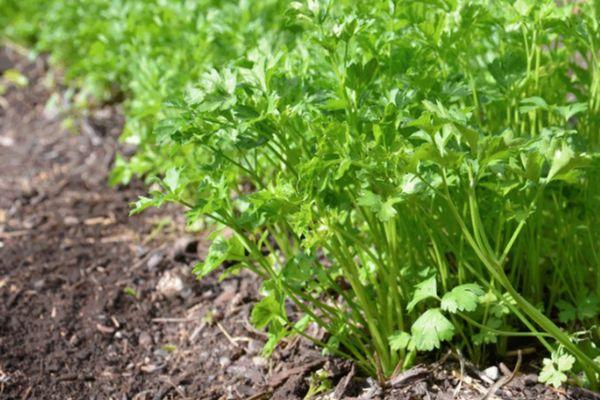 การปลูกผักชี