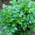 ต้นผักชีฝรั่ง