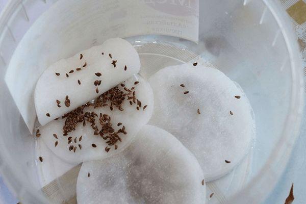 เมล็ดที่แช่น้ำ