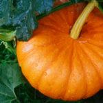 ผลฟักทอง