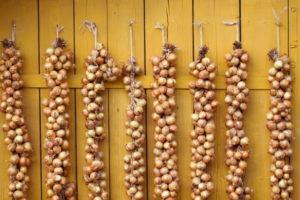 วิธีถักหัวหอมเพื่อเก็บรักษาและอบแห้ง: คำแนะนำทีละขั้นตอน