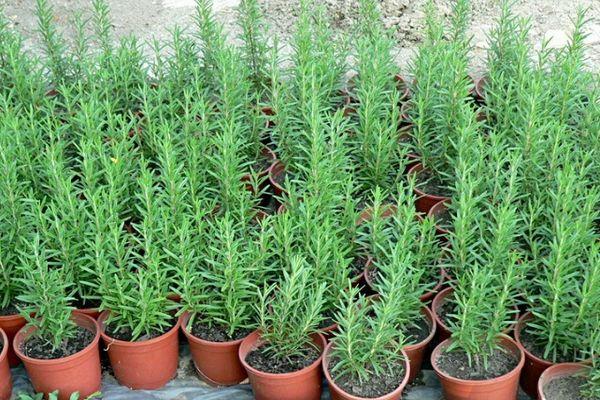 Goutte de rosée au romarin