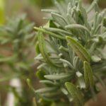 วิชเนียคอฟสกี้ เซมโก