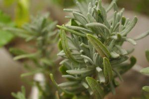 การปลูก การเจริญเติบโต และการดูแลโรสแมรี่ในพื้นที่โล่งในรัสเซียตอนกลาง