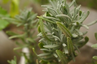 วิชเนียคอฟสกี้ เซมโก