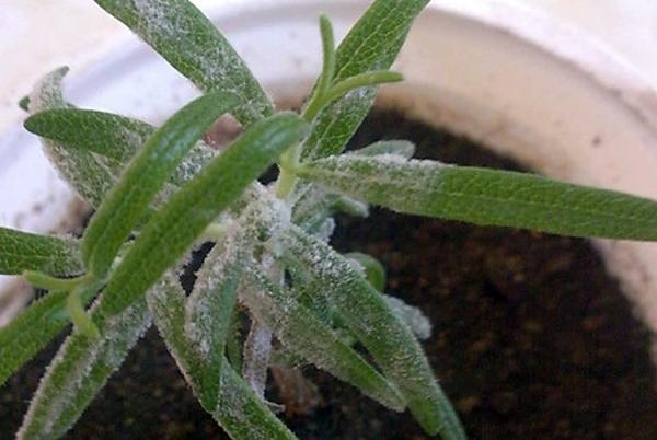 โรคราน้ำค้างโรสแมรี่