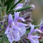 ดอกโรสแมรี่