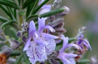 ดอกโรสแมรี่