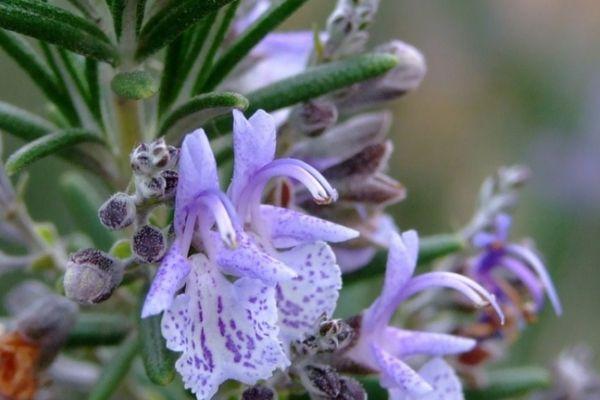 Fleurs de romarin