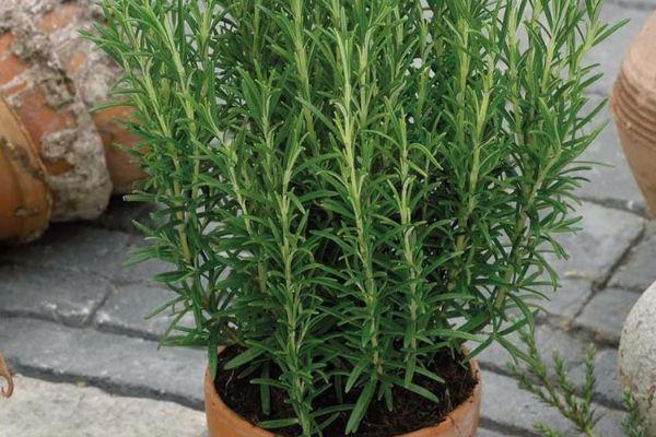 Goutte de rosée au romarin