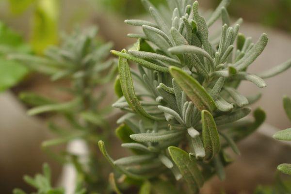 Variétés de romarin