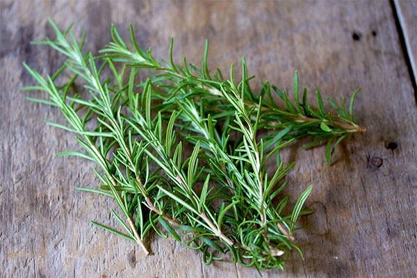 โรสแมรี่บนโต๊ะ