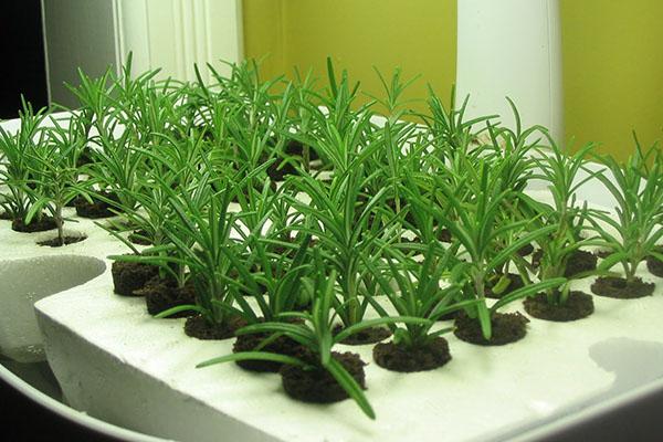 โรสแมรี่ในกระถาง