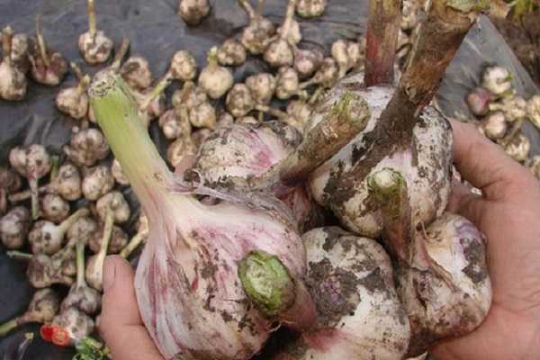 การเก็บเกี่ยวกระเทียม