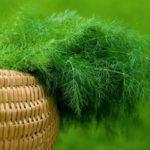 ผักชีลาวสด