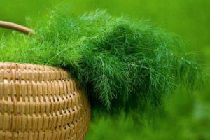 คำอธิบายพันธุ์ผักชีลาวที่ดีที่สุดสำหรับพื้นที่โล่งและสำหรับผักใบเขียว ลักษณะของต้นผักชีลาว