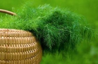 ผักชีลาวสด