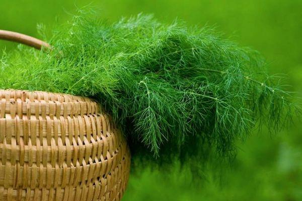 ผักชีลาวสด