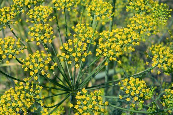 ร่มผักชีลาว