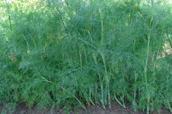 ดิลล์ เกรนาเดียร์