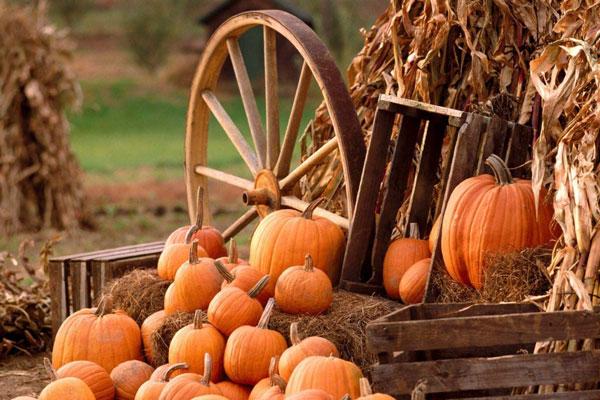 การเก็บเกี่ยวฟักทอง