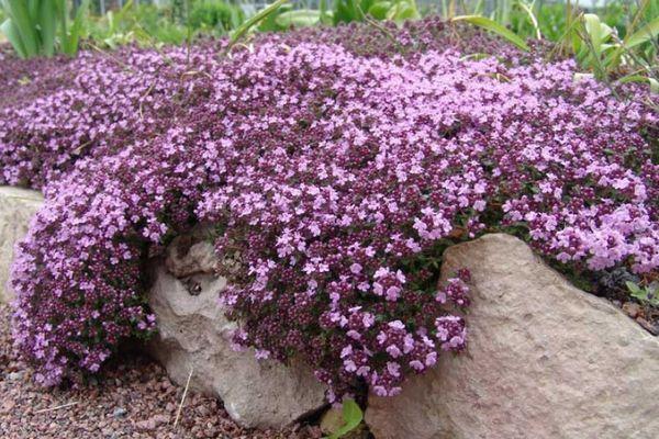 ไทม์เลื้อย