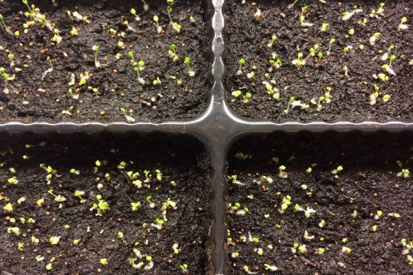 ต้นกล้าไธม์