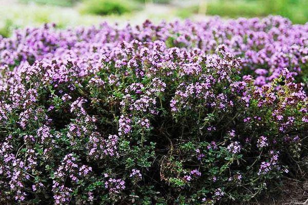 ดอกไธม์