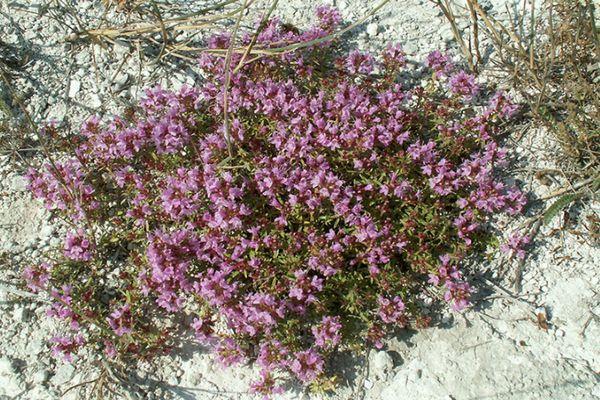 พุ่มไธม์