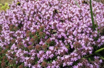 การปลูกไธม์