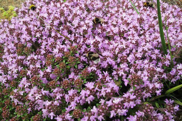 การปลูกไธม์