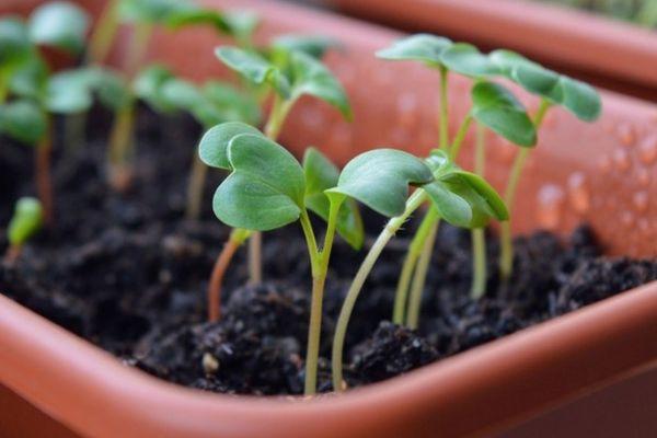 ต้นกล้าไธม์