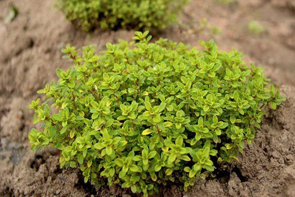 พุ่มไธม์