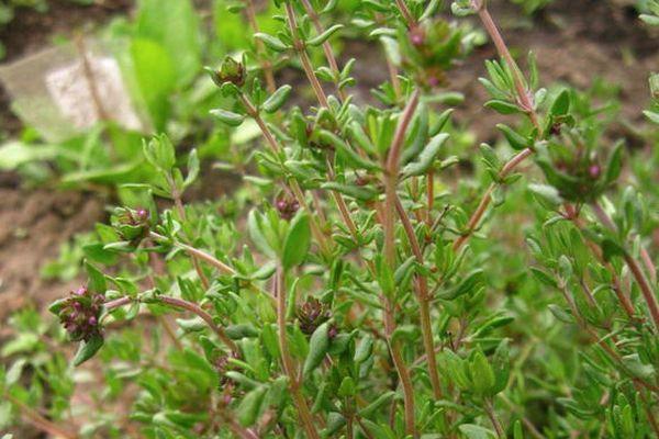 ถั่วงอกไธม์