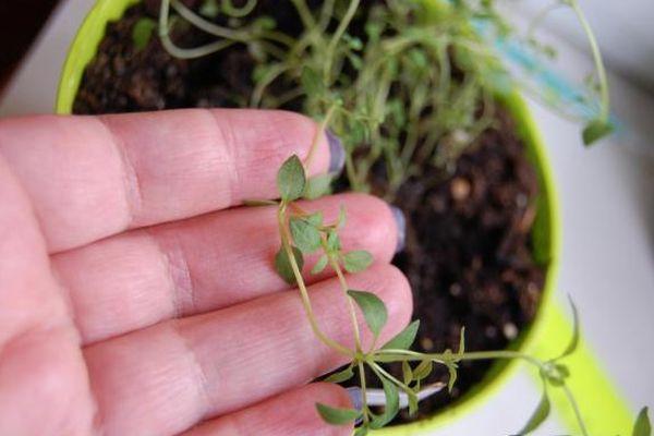 การปลูกไธม์