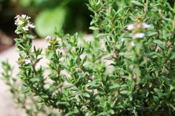 การปลูกไธม์