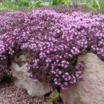 ไทม์เลื้อย