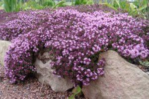 การปลูก การเจริญเติบโต และการดูแลไธม์เลื้อยในพื้นที่โล่งที่บ้าน